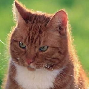 Кошки в поле семьи (Елена Веселаго)